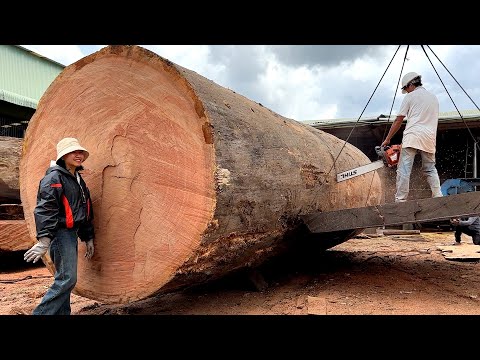 Wood Cutting Skills // Cutting And Sawing Tree Stumps To Find Million Dollar Treasures