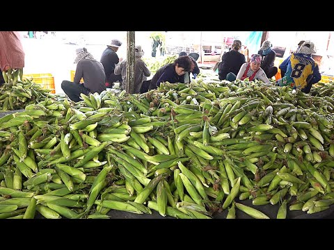 5,000 Corn Sold Out Everyday! Mass Production Process of Boiled Corn - Korean street food