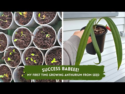 HOW TO: Grow Anthurium from seed