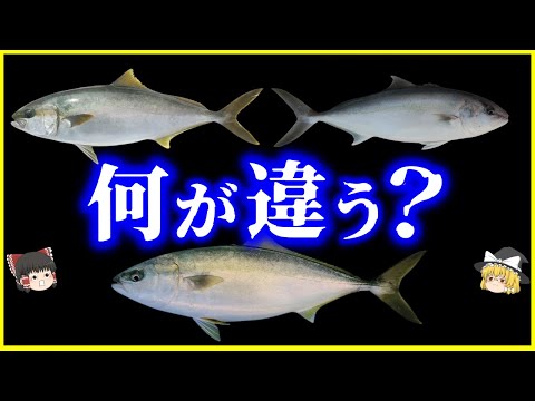 【ゆっくり解説】何が違う？身近にいる「似ている魚」の見分け方を解説/ブリ・カンパチ・ヒラマサ見分けられる？