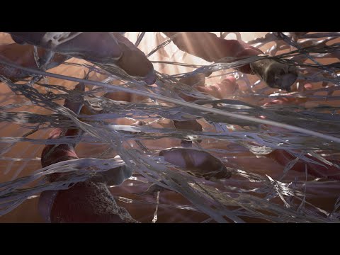 Wound Repair | MOA Animation