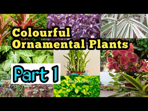 Ornamental plants for your garden || best indoor plants || colourful houseplant