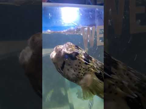 Puffer fish munching