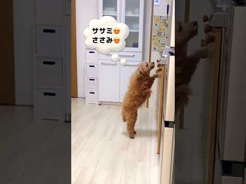 お肉の匂いにつられて二足歩行する16歳トイプー😍🐶