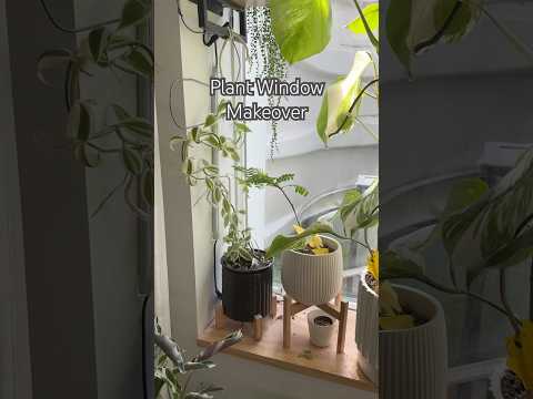 Plant Window #shorts #plants #indoorplants #garden #houseplants #propagation #gardening #plantcare