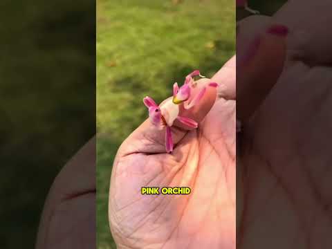 DO NOT Pick This Up 😨 | Pink Orchid Mantis