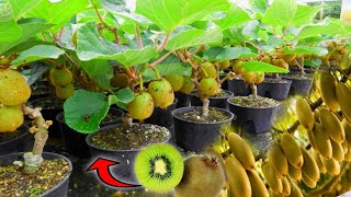 new planting technique to propagate kiwi trees from fruit.-growing fruits