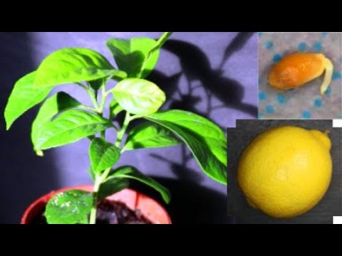 How to Grow a Lemon Tree from a Pip