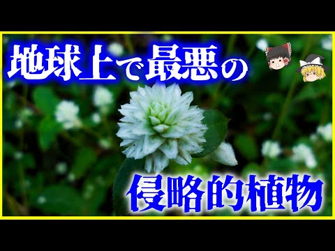 【ゆっくり解説】史上最悪の外来種…「ナガエツルノゲイトウ」の恐ろしさとは？を解説/ミントよりも強い繁殖力の侵略的植物