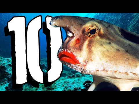 10 Strangest Creatures Found On Earth   Exit 10