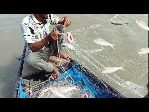 Satisfying Cast Net Fishing Video Catch Tons of Fish -  River big fish catching video in Bangladesh