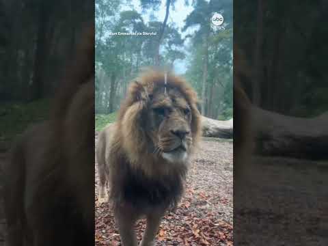 'Lion Lodge' lives up to its name with close hot tub encounter