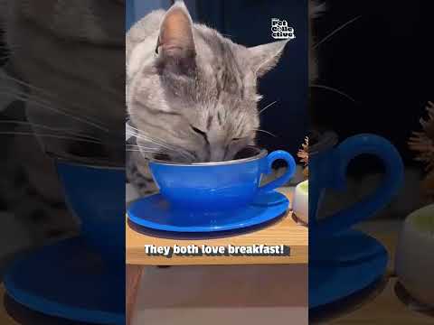 Cute Cat Shares Breakfast With Gecko