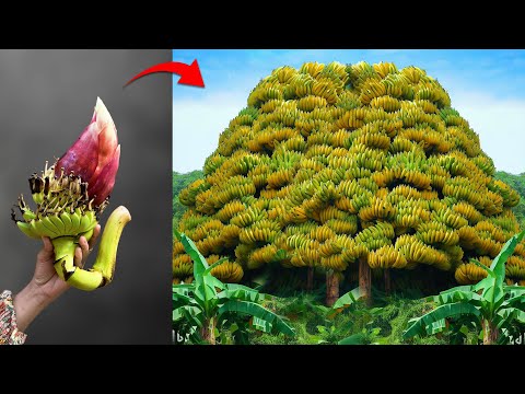 How To Grafting Banana Tree From Banana Flower