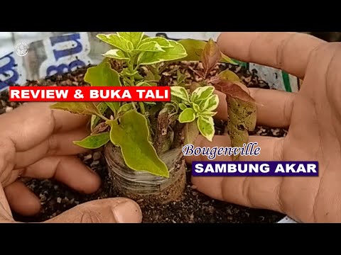 review dan buka tali grafting bougenville sambung akar #grafting #sambungakar  #suksesgrafting