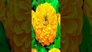 how to plant and propagate yellow zinnia trees from flowers.#growingflowers #shorts #garden