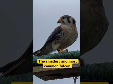 American Kestrel #shorts #shortvideo #youtubeshorts #short #birds #animals #trending #viral #video