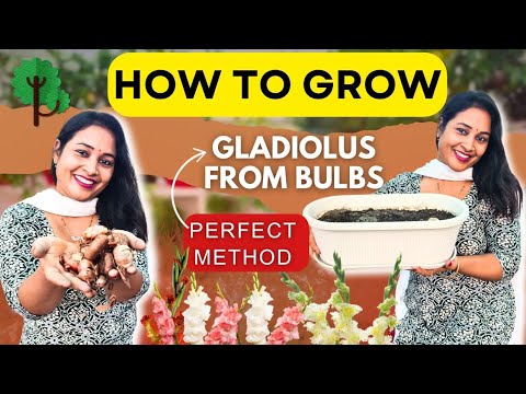 🟢How to Grow Gladiolus From Bulbs in the Perfect Method👌💯