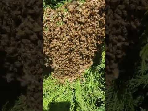 Honeybee swarm season #bee #honeybee #nature #beekeeping #bee #bees #pollinators #swarm