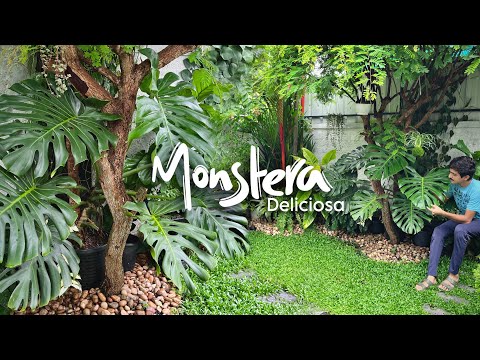 ഒരുപാട് ആഗ്രഹിച്ചു കിട്ടിയ ചെടി | Monstera deliciosa simple care🌿