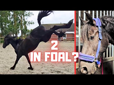 Pregnant? Ultrasound for 2 mares? Which stallion did I choose? | Friesian Horses