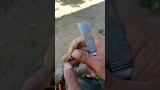 grafting red color on locale purple #grafting #graftingtechnique #gardening #howtografting