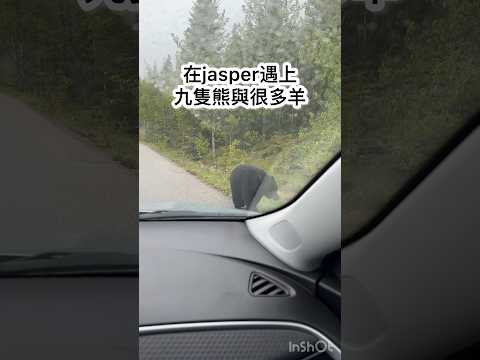 遇上9隻熊與好多羊！Jasper 跟 Banff 太值得啦！