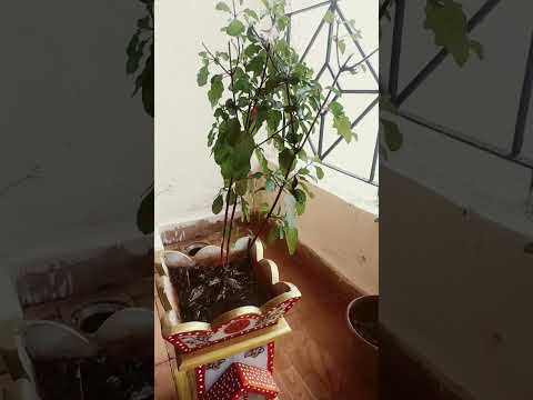 Ghar ghar mein tulsa ji khadi 🙏👌 Tulsi Mata geet # short viral video Nisha Pandey ke bhakti gane an