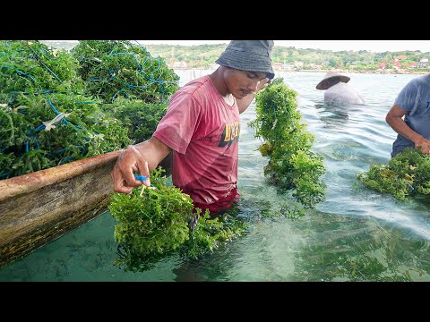 Primitive Way They Harvest & Process Tons of Seaweed