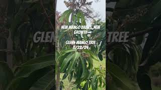 Glenn Mango Tree#mangotrees#floridamangos#zone9b#floridamangos