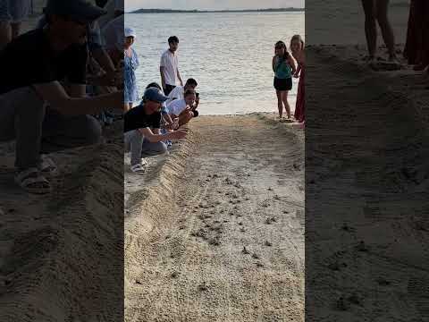 Baby Sea Turtles Race To Ocean