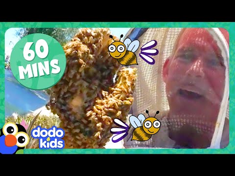 60 Minutes Of Honeybees And Other Buzzy, Scaly, Slithering Animals! | Dodo Kids | Animal Videos