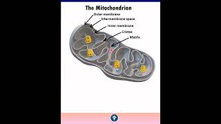 3D model|mitochondria  cell :the unit of life #neet gyani