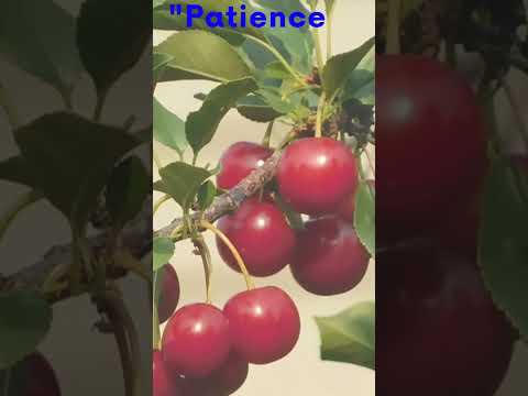 The Bittersweet Journey of Patience: Harvesting Sweet Fruits |#motivation #quotes #shorts