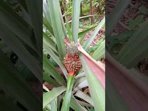 අපේ Recipes වලට ගන්න වත්තේ අන්නාසි ! Home grown pineapple ! @MyDroolingsRecipes