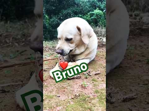 #bruno ❤️ #viralvideo #superhero #animallover #doglover #shortfeed #shortvideo