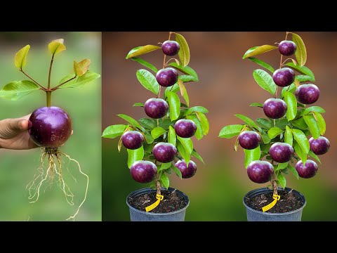 Great idea to Propagate milk fruit by using Aloe Vera