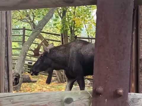 Skansen open-air museum