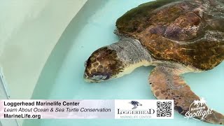 Sunshine Spotlight: Learn about ocean conservation at Loggerhead Marinelife Center