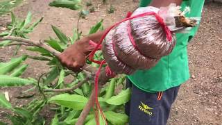 How to graft a mango tree by attaching many roots