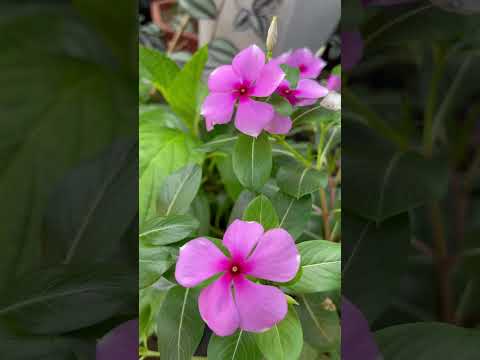 Potted plant Catharanthus roseus purple