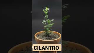 DIY GROWING CILANTRO #growingfruitsincontainers #diyplanting #growingplants #growingvegetables