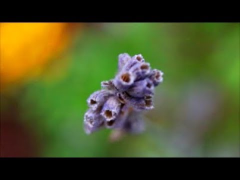 How to Save Lavender Seeds