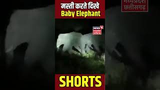 Korba News : हाथियों की मस्ती का वीडियो आया सामने | Viral Video | Elephants | Shorts | N18S