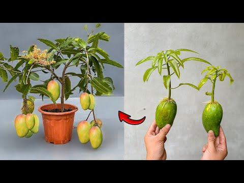 AWESOME! Summary of mango propagation techniques that are easy to do at home