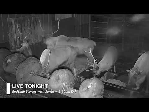 ReindeerCam Live Stream