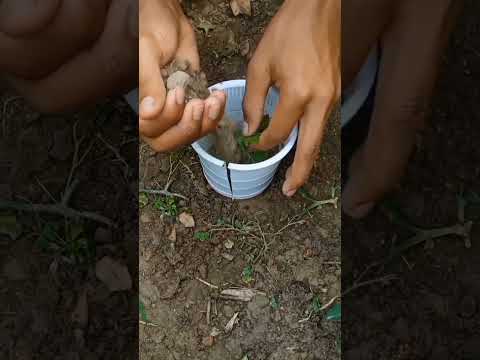 chrysanthemum Farming Techniques.#shots #farming #gardening