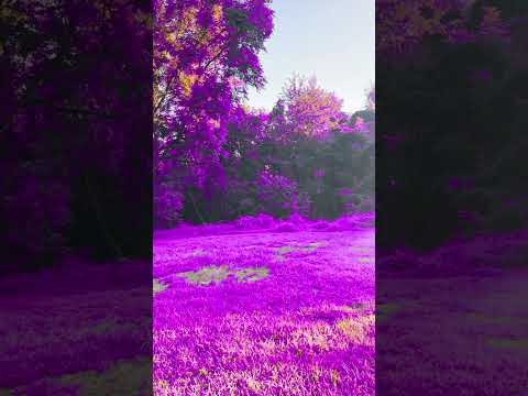 #purpleland #shortfeed #beautifulmelody @QueenAldovia #viralvideo #trending