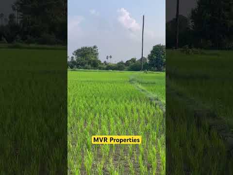 MVR Properties #nature #farm #farming