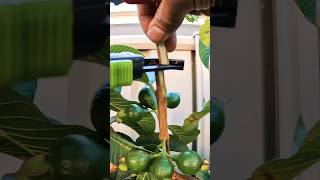 Cleft Grafting Guava Tree in your backyard #plantpropagation #gardening #grafting #graftingtechnique